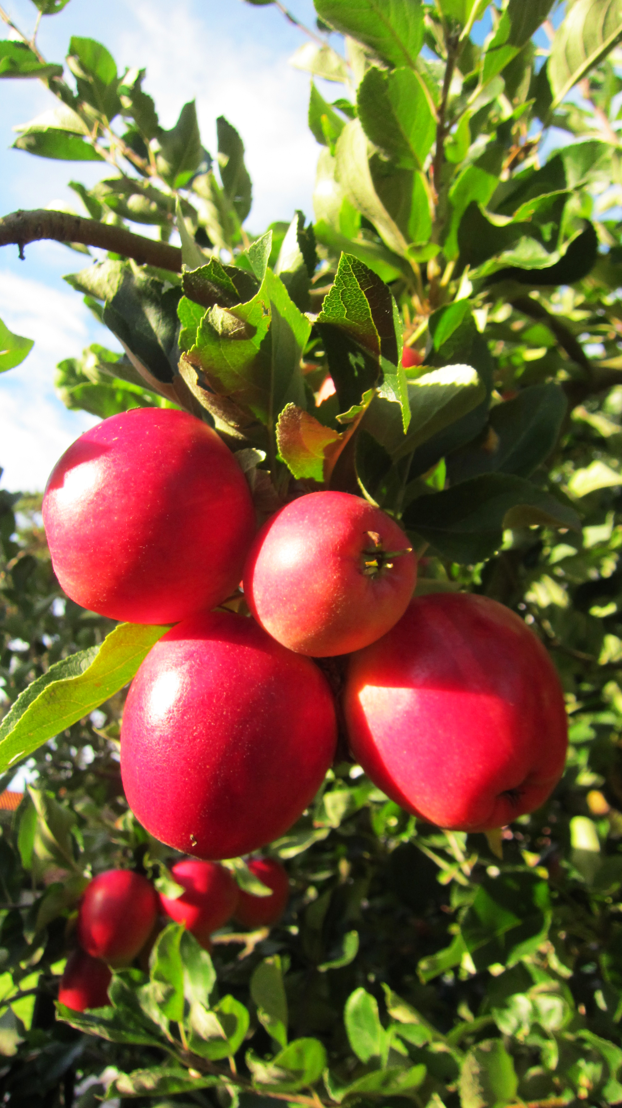 Яблоня защита. Малайское яблоко дерево. Малазийские яблоки. Малайское яблоко фото. Syzygium malaccense.